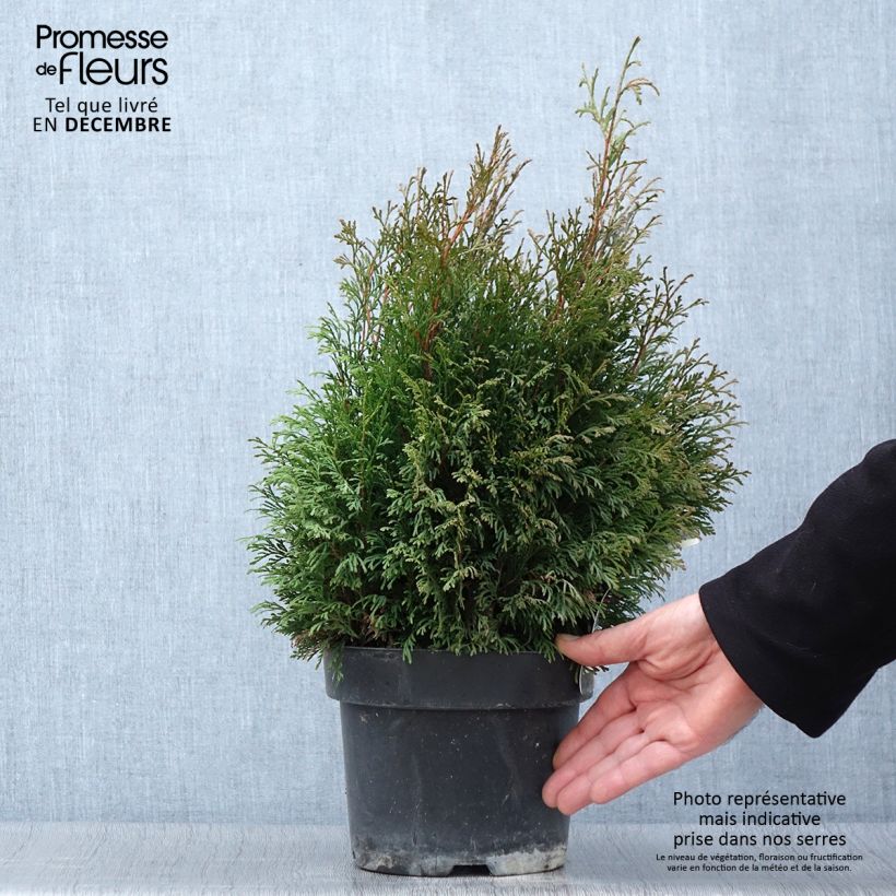 Esemplare di Thuja occidentalis Miky - Tuia occidentale Vaso da 2L/3L come consegnato in autunno