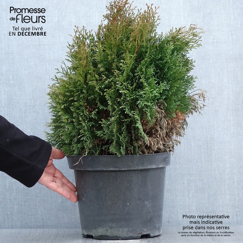 Esemplare di Thuja occidentalis Miky - Tuia occidentale Vaso da 7,5L/10L come consegnato in autunno