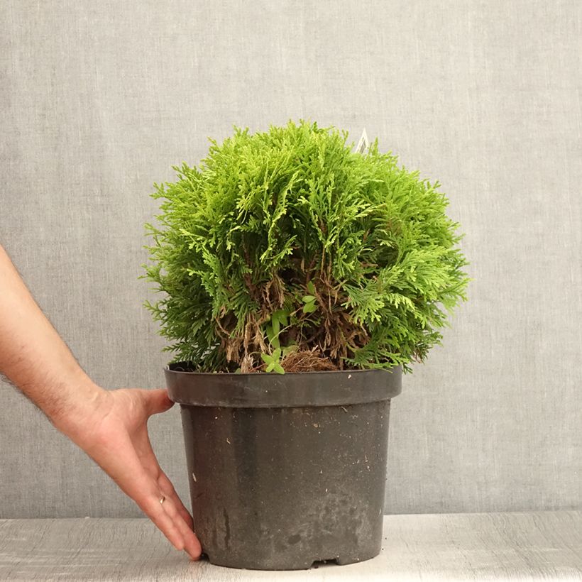 Esemplare di Thuja occidentalis Mirjam - Tuia occidentale Vaso da 7,5L/10L consegnato in estate