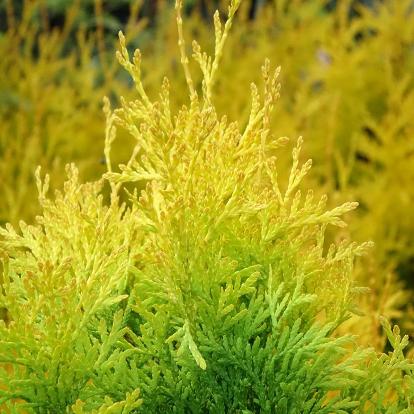 Thuja occidentalis Sunny Smaragd - Tuia occidentale (Fogliame)