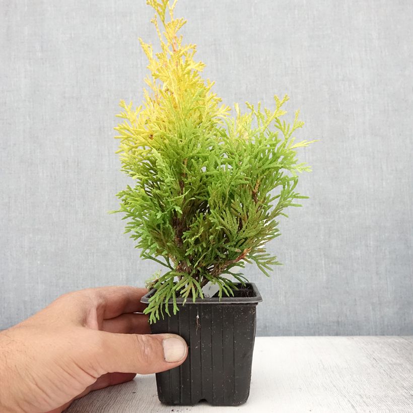 Esemplare di Thuja occidentalis Sunny Smaragd - Tuia occidentale Vasetto da 8/9 cm consegnato in estate