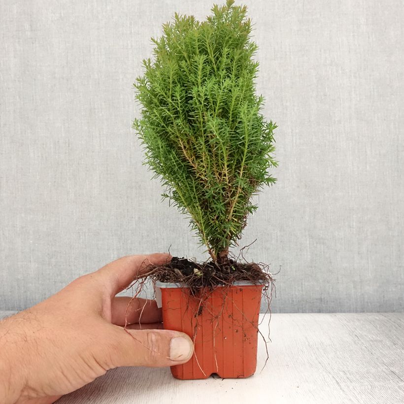 Esemplare di Thuja occidentalis Teddy - Tuia occidentale Vasetto da 8/9 cm consegnato in estate
