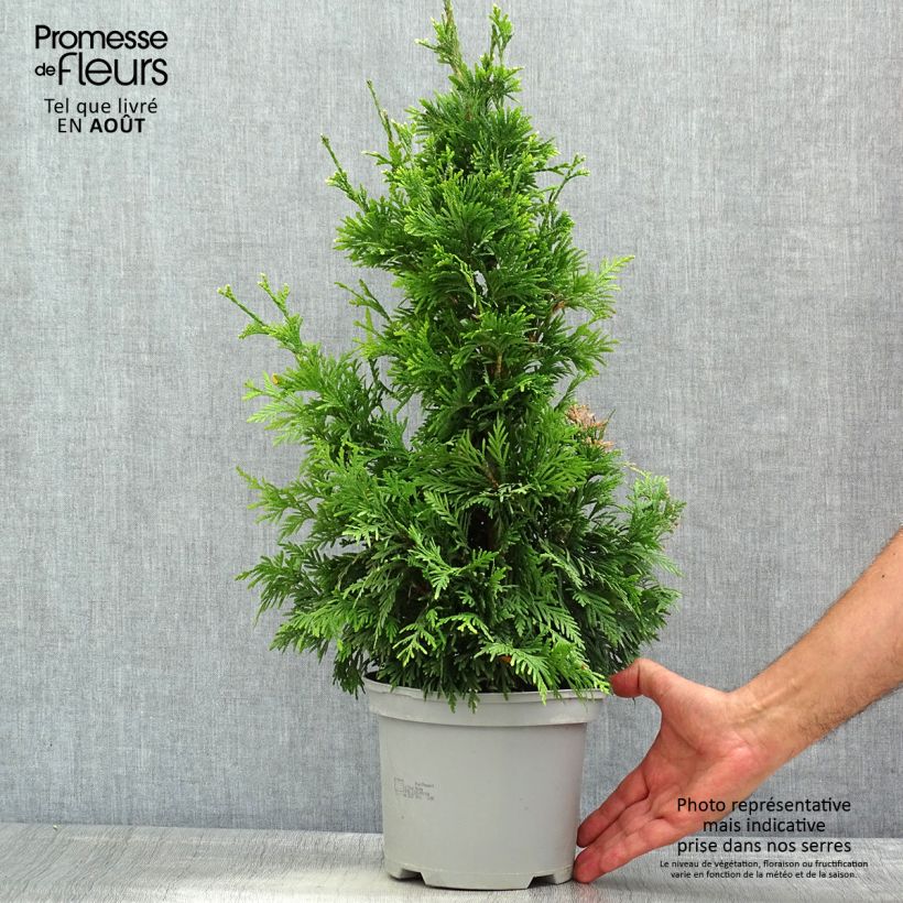 Esemplare di Thuja plicata Can-can - Tuia plicata Vaso da 2L/3L consegnato in estate