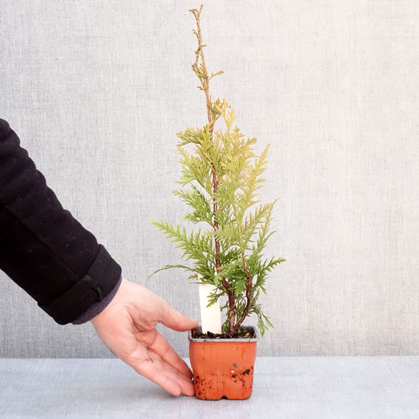 Thuja plicata Can-can - Tuia plicata Vasetto da 8/9 cm esemplare consegnato in inverno