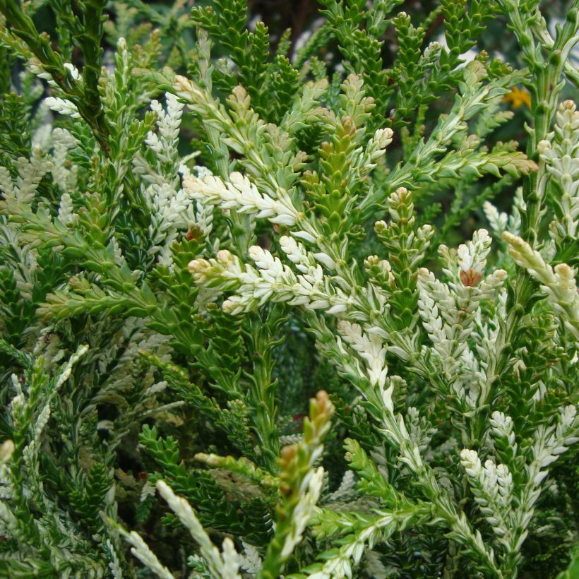 Thujopsis dolabrata Variegata (Fogliame)