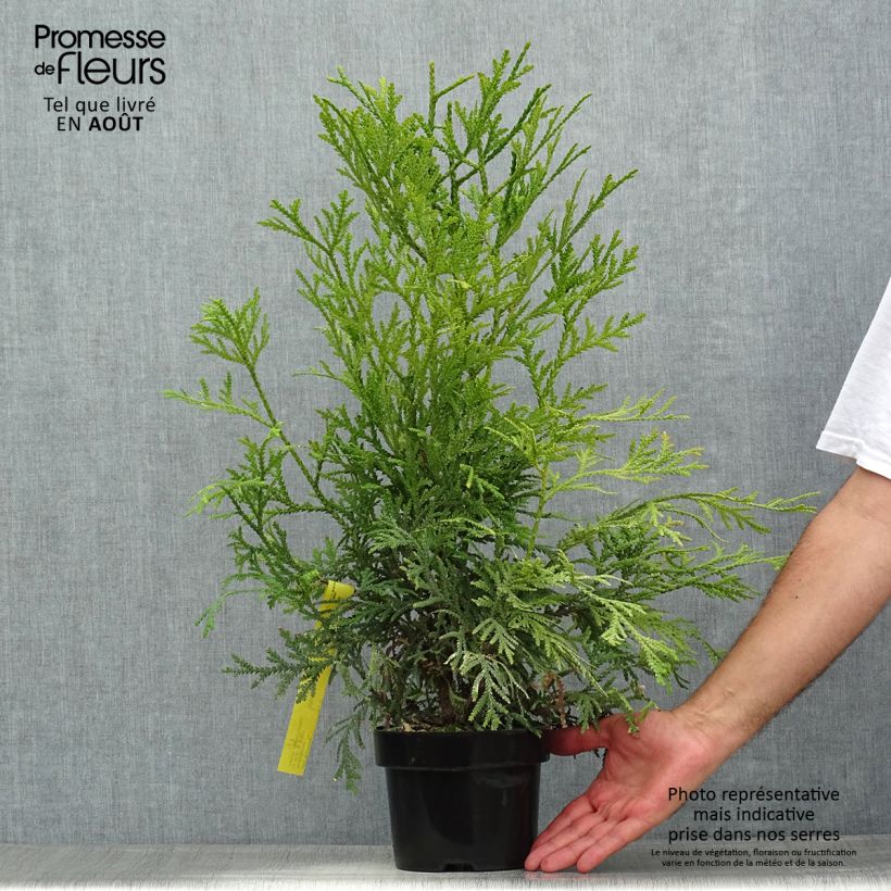 Esemplare di Thujopsis dolabrata Variegata Vaso da 2L/3L consegnato in estate