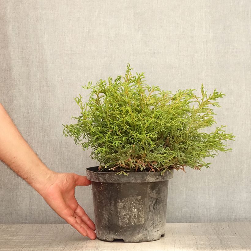 Esemplare di Thujopsis dolobrata Nana Vaso da 4L/5L consegnato in estate
