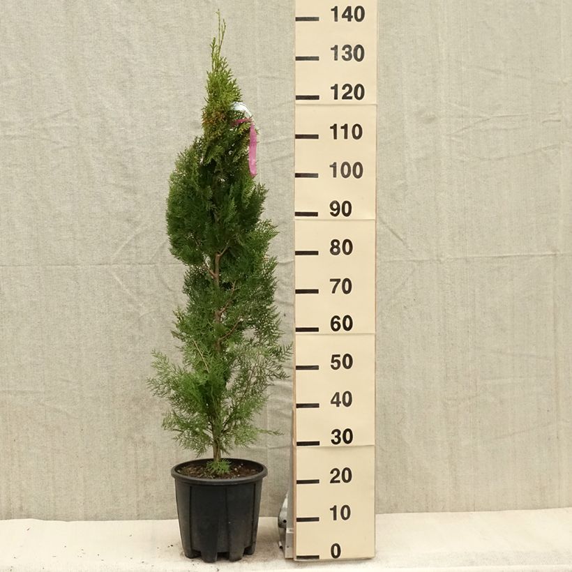 Thuja orientalis Pyramidalis Aurea - Tuia chinese Vaso da 4L/5LAltezza consegnata circa 100/125cm esemplare consegnato in primavera