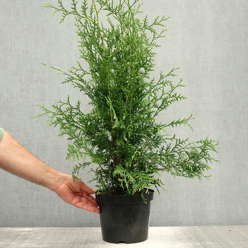 Esemplare di Thuja occidentalis Brabant - Tuia occidentale Vaso da 4L/5L consegnato in estate