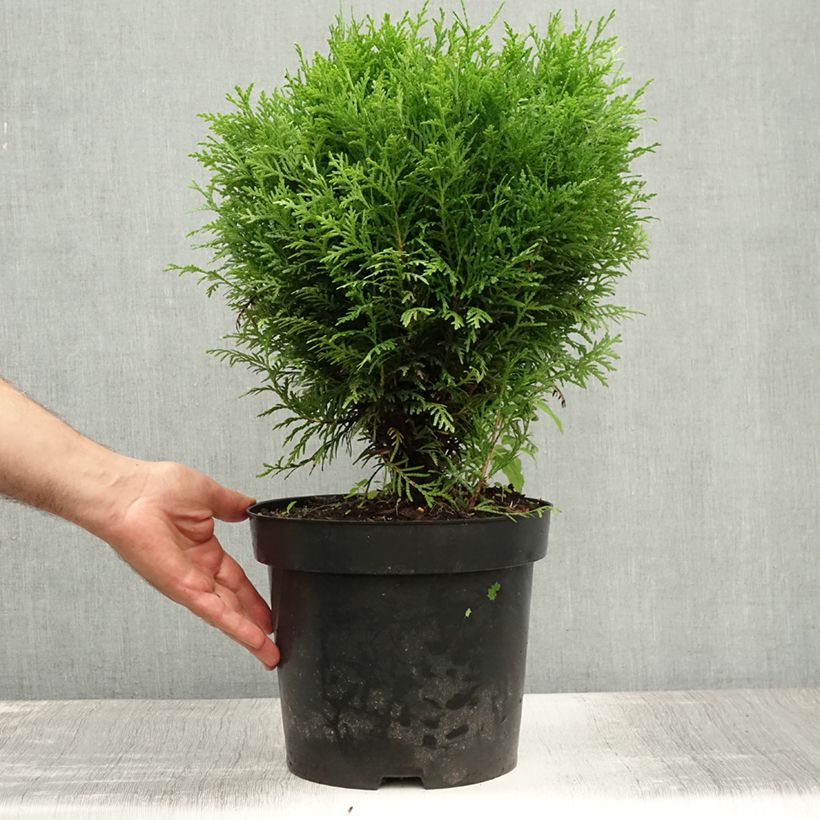 Esemplare di Thuja occidentalis Danica - Tuia occidentale Vaso da 7,5L/10L consegnato in estate
