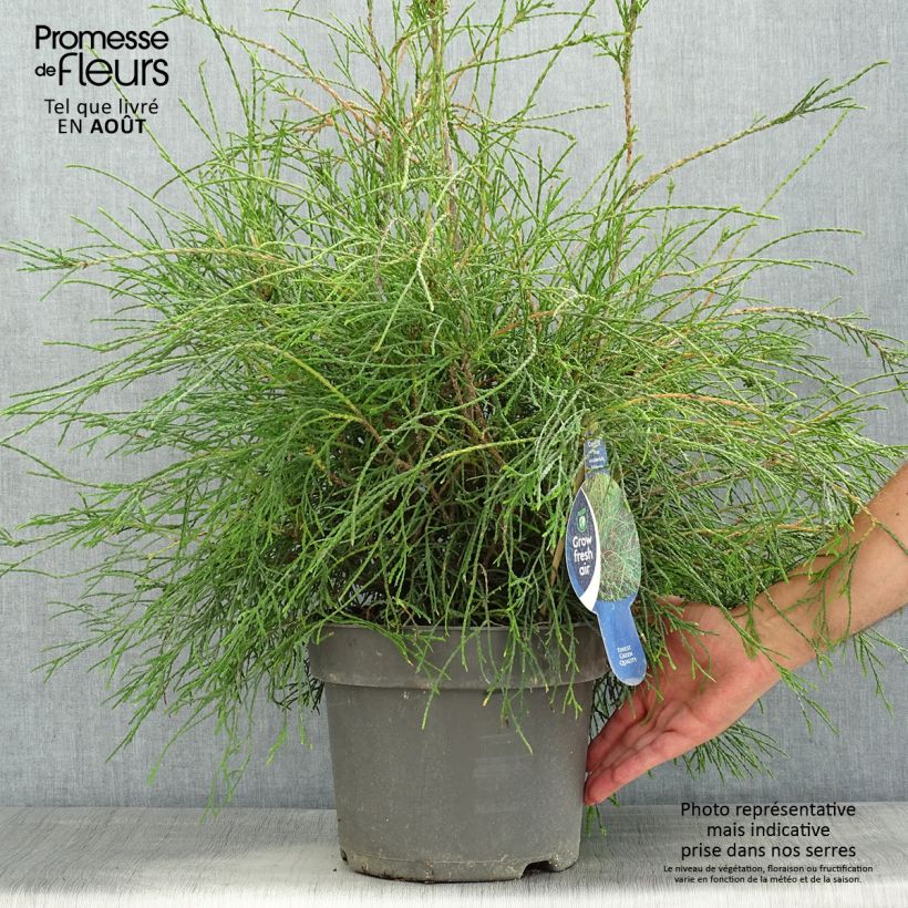 Esemplare di Thuja occidentalis Filiformis - Tuia occidentale Vaso da 7,5L/10L consegnato in estate