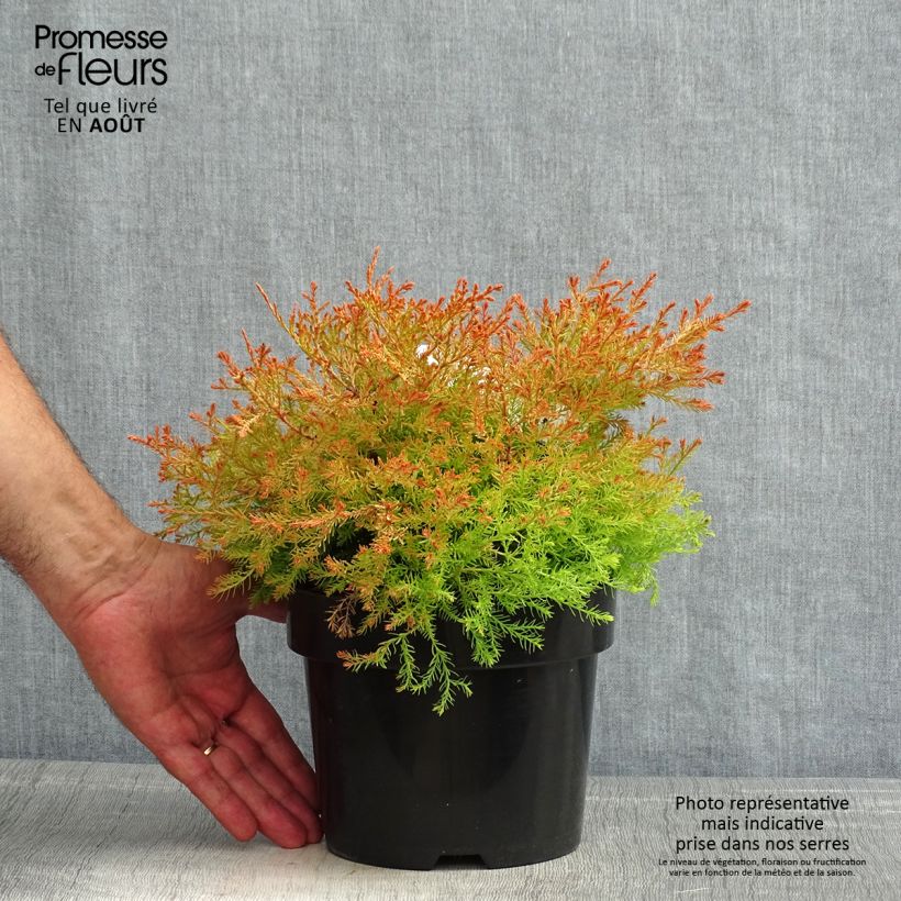 Esemplare di Thuja occidentalis Fire Chief - Tuia occidentale Vaso da 2L/3L consegnato in estate