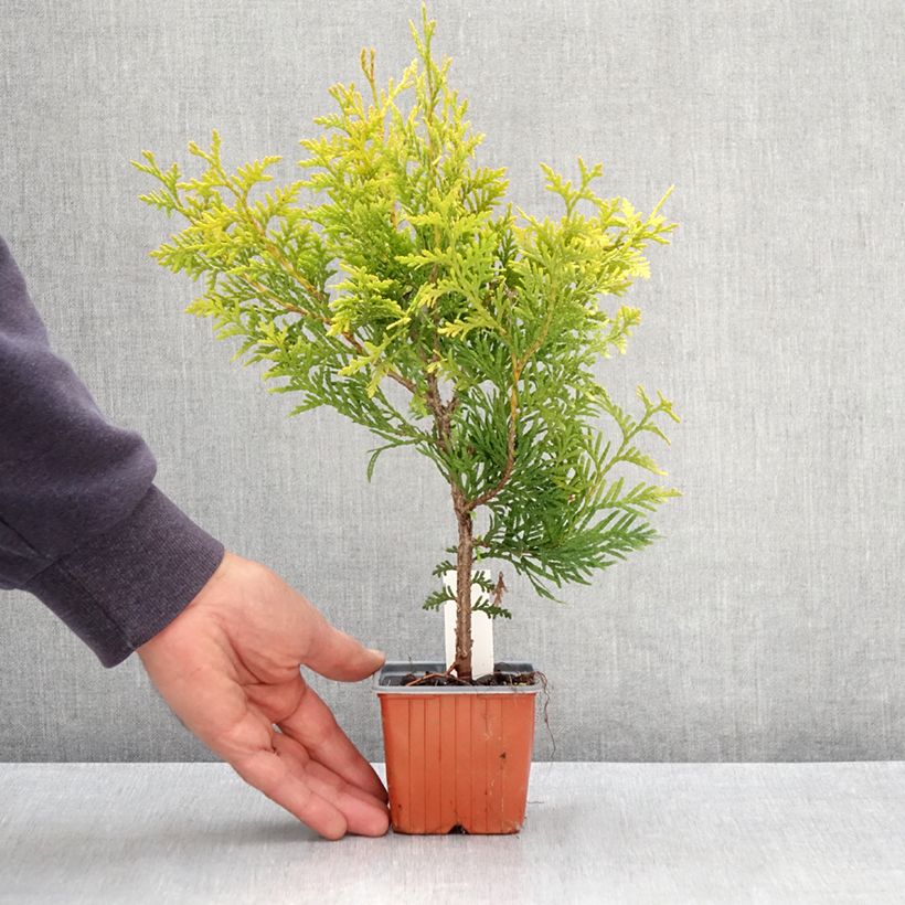 Thuja occidentalis Golden Brabant - Tuia occidentale Vasetto da 8/9 cm esemplare consegnato in primavera