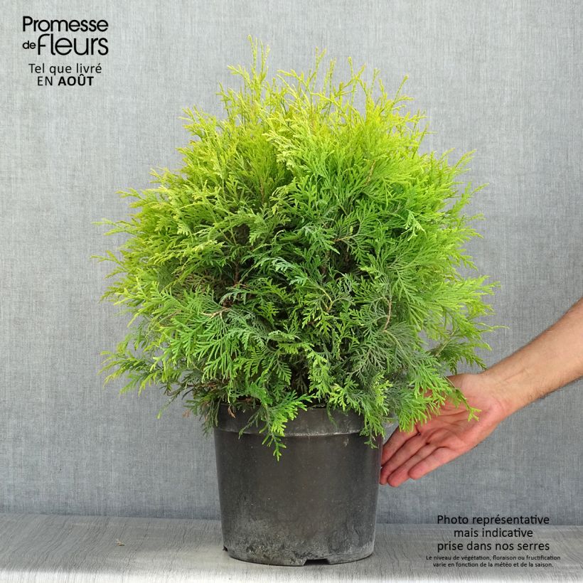 Esemplare di Thuja occidentalis Golden Globe - Tuia occidentale Vaso da 7,5L/10L consegnato in estate