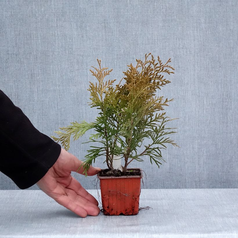 Thuja occidentalis Golden Globe - Tuia occidentale Vasetto da 8/9 cm esemplare consegnato in inverno