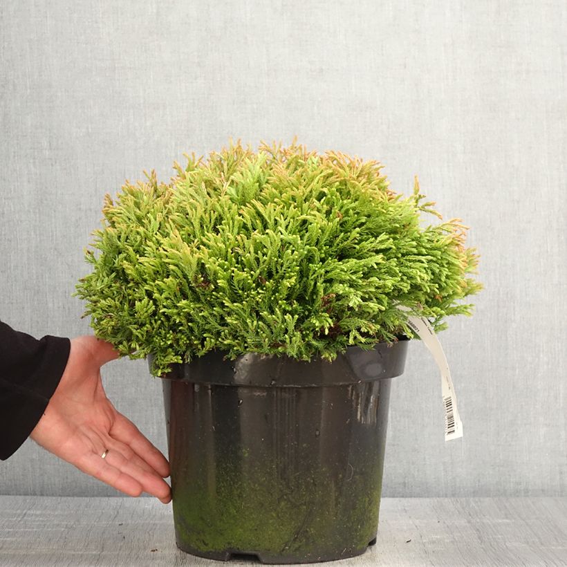Thuja occidentalis Golden Tuffet - Tuia occidentale Vaso da 7,5L/10LAltezza consegnata circa 40/50cm esemplare consegnato in primavera