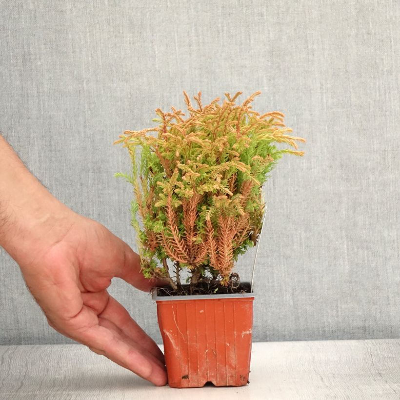 Esemplare di Thuja occidentalis Golden Tuffet - Tuia occidentale Vasetto da 8/9 cm consegnato in estate