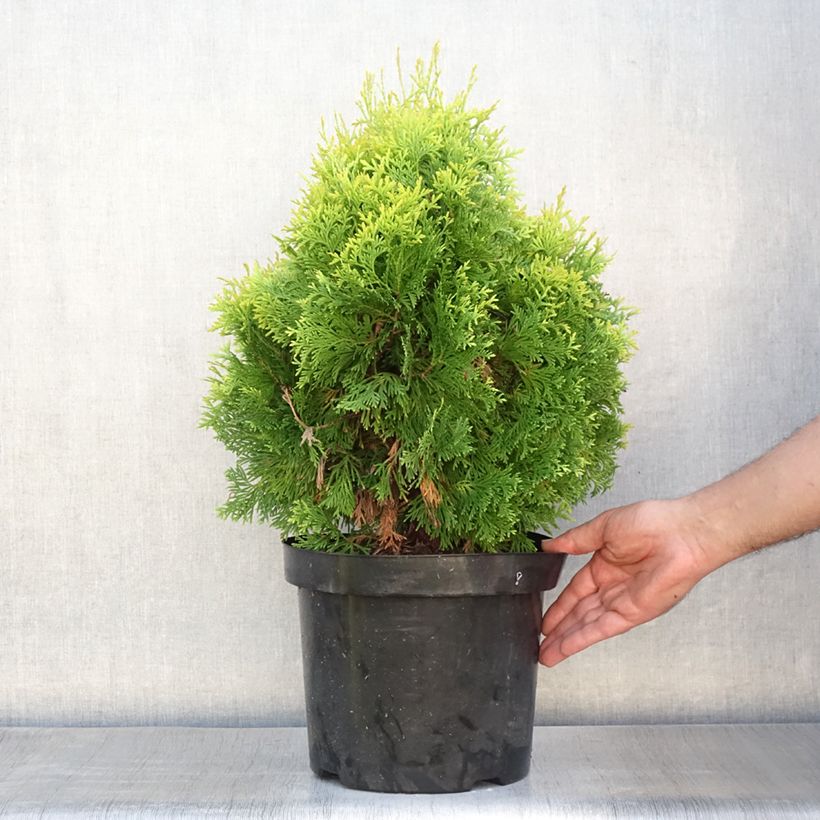 Esemplare di Thuja occidentalis Jantar - Tuia occidentale Vaso da 7,5L/10L consegnato in estate