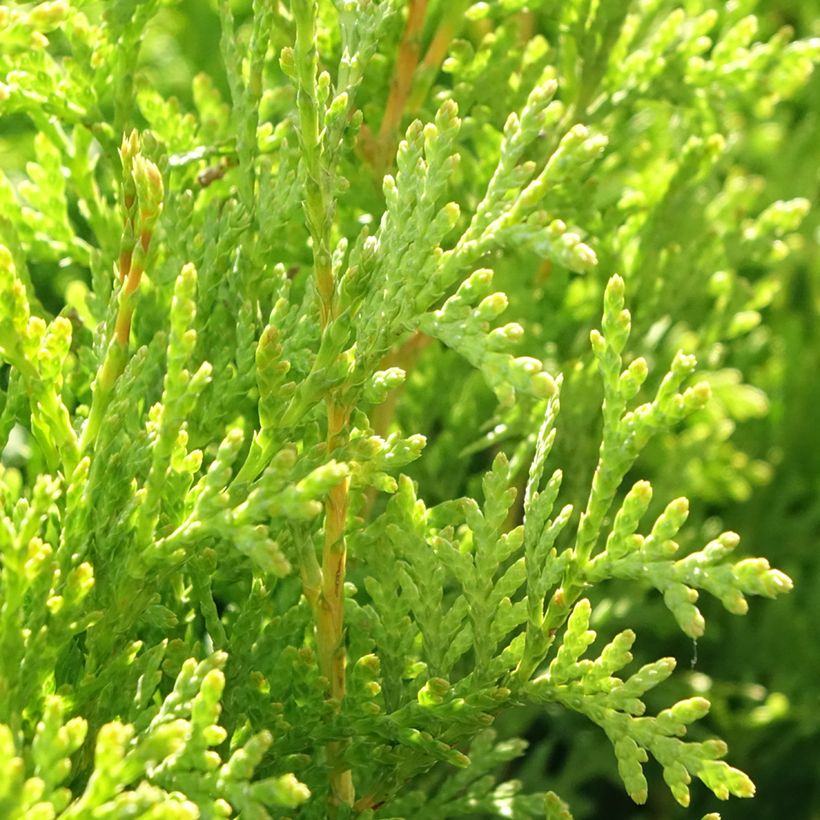Thuja occidentalis King of Brabant - Tuia occidentale (Fogliame)