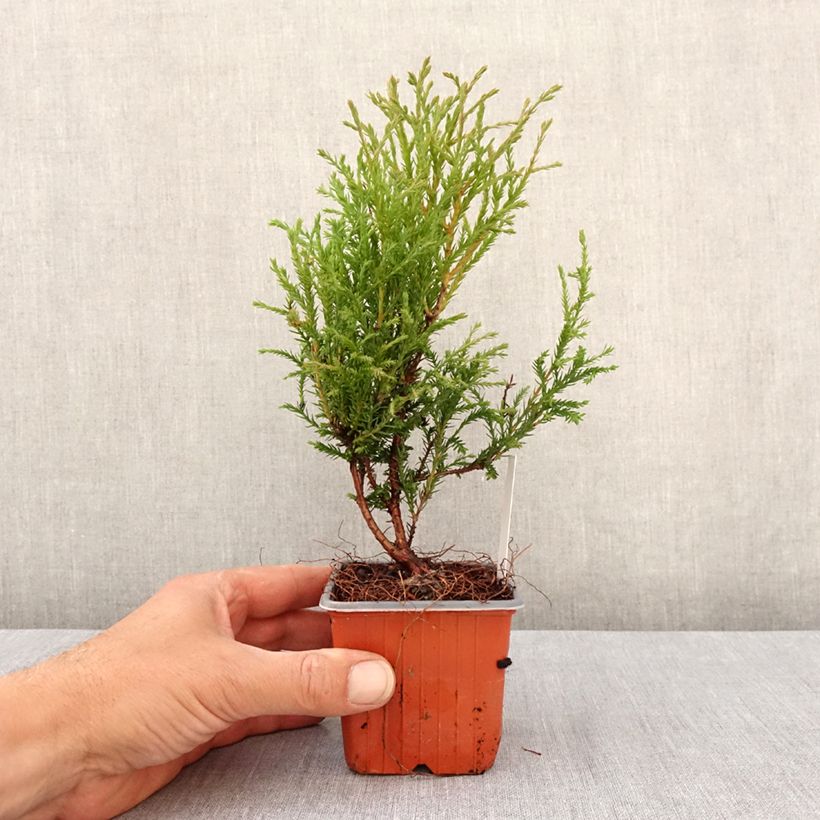Thuja occidentalis Mr Bowling Ball - Tuia occidentale Vasetto da 8/9 cm esemplare consegnato in primavera