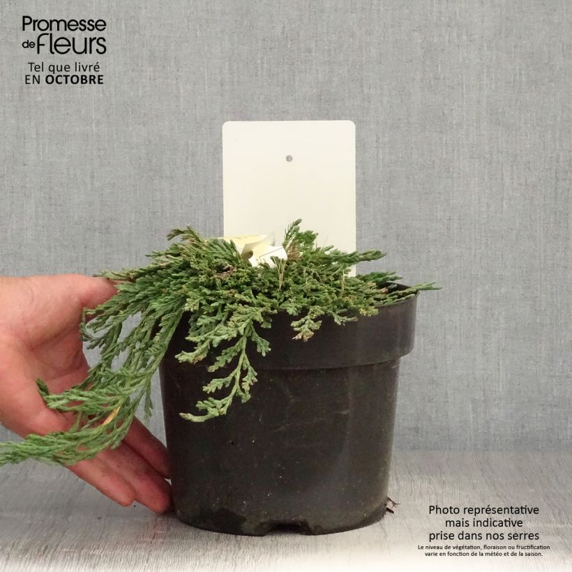Esemplare di Thuja occidentalis Pancake Concesarini - Tuia occidentale Vaso da 2L/3L come consegnato in autunno
