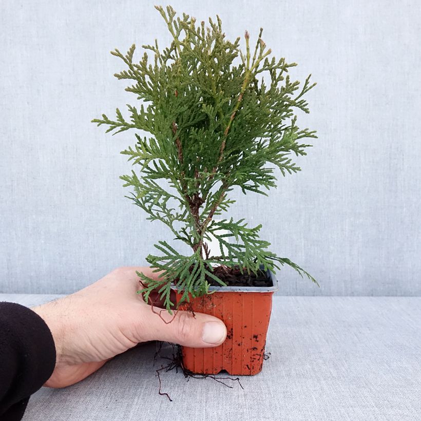 Thuja occidentalis Pyramidalis Compacta - Tuia occidentale Vasetto da 8/9 cm esemplare consegnato in inverno