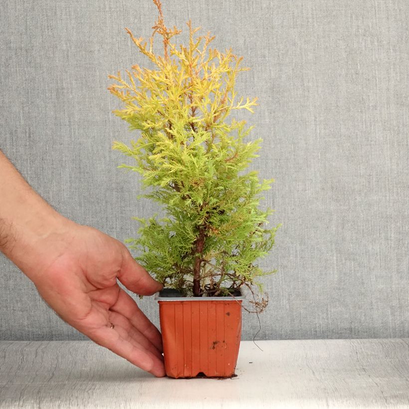 Esemplare di Thuja occidentalis Rheingold - Tuia occidentale Vasetto da 8/9 cm consegnato in estate