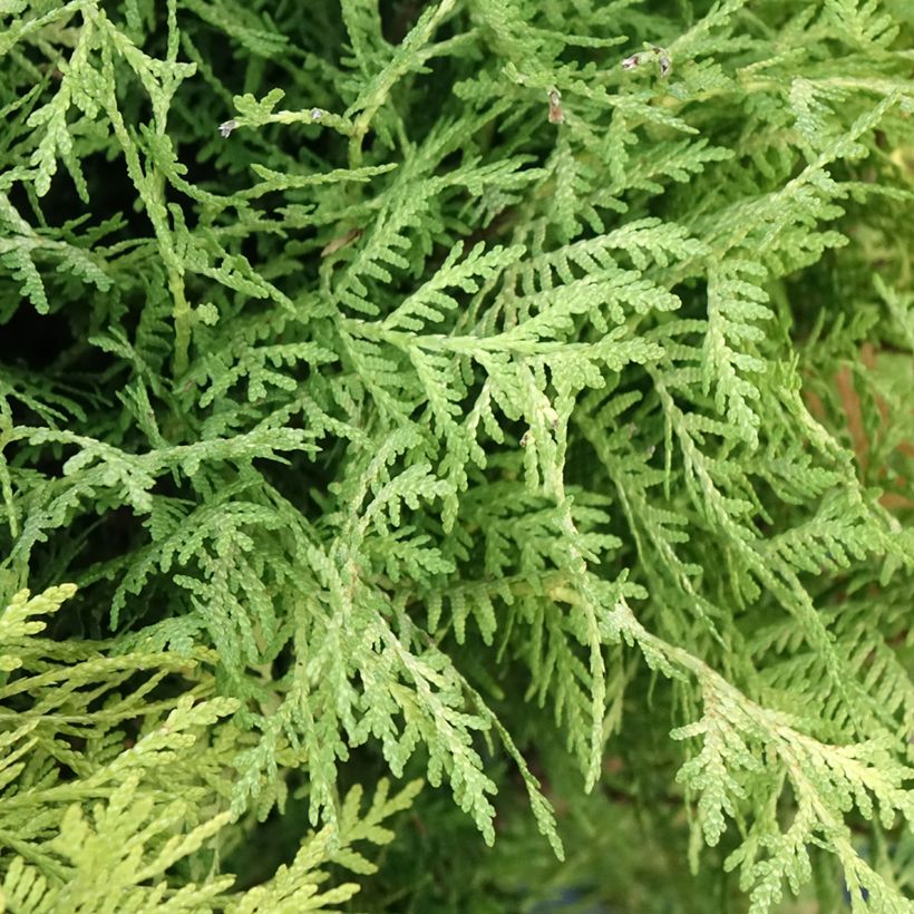 Thuja occidentalis Selena - Tuia occidentale (Fogliame)