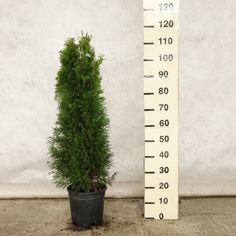 Esemplare di Thuja occidentalis Smaragd - Tuia occidentale Vaso da 7,5L/10L consegnato in estate