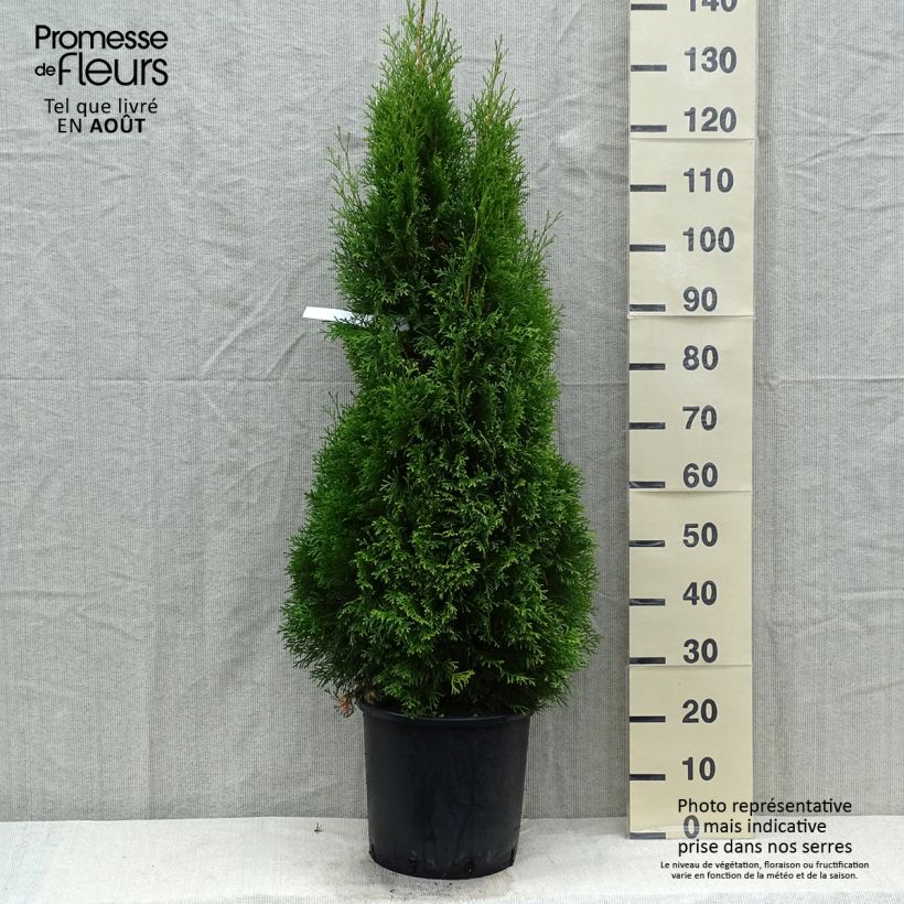 Esemplare di Thuja occidentalis Smaragd - Tuia occidentale Vaso da 12L/15L consegnato in estate