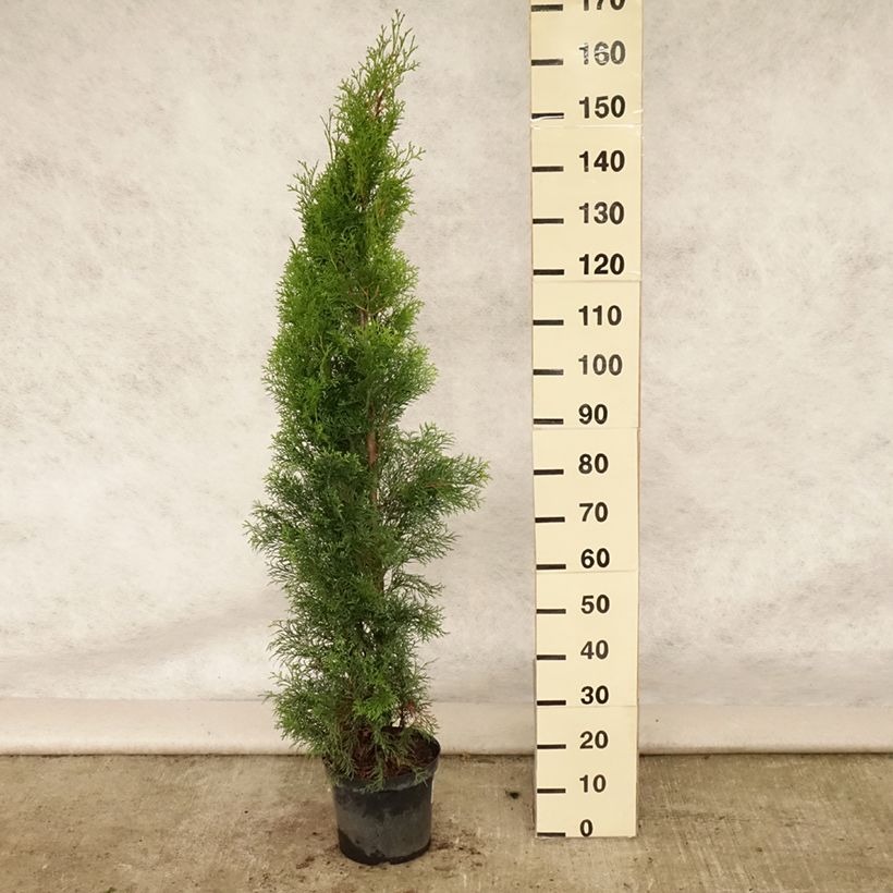 Esemplare di Thuja occidentalis Smaragd - Tuia occidentale Vaso da 6L/7L consegnato in estate