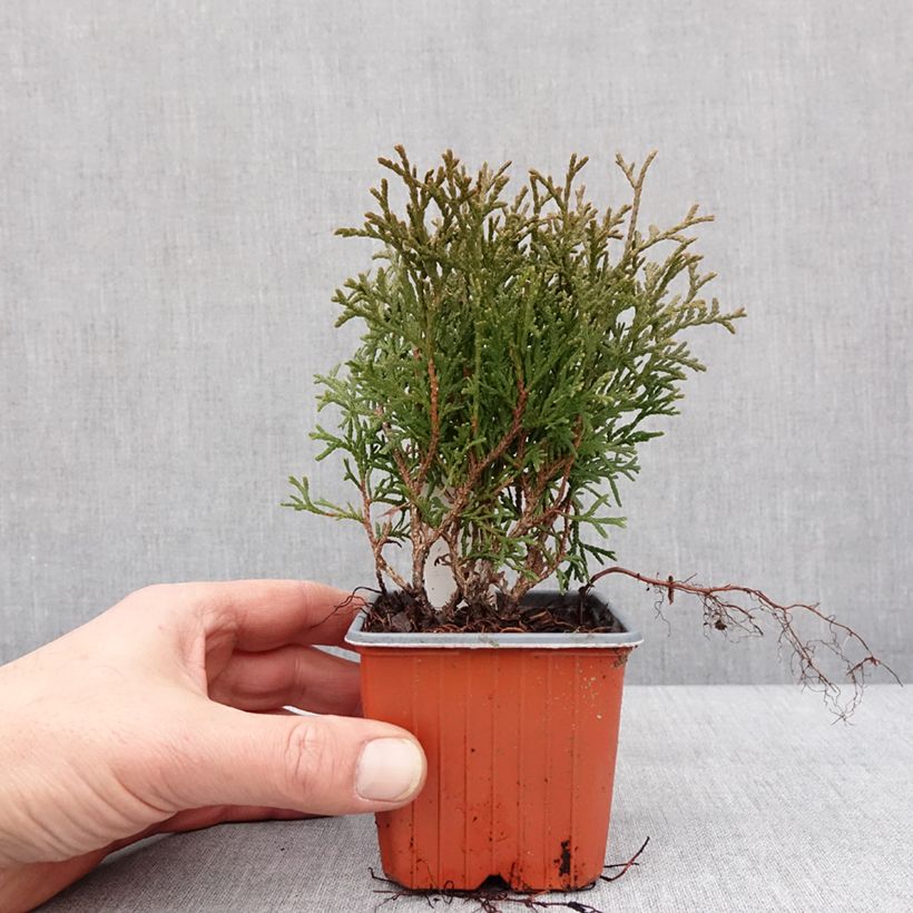 Thuja occidentalis Tiny Tim - Tuia occidentale Vasetto da 8/9 cm esemplare consegnato in inverno
