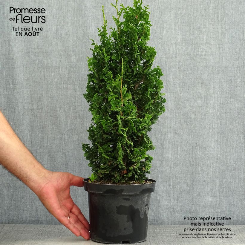 Esemplare di Thuja occidentalis Zmatlik - Tuia occidentale Vaso da 3L/4L consegnato in estate