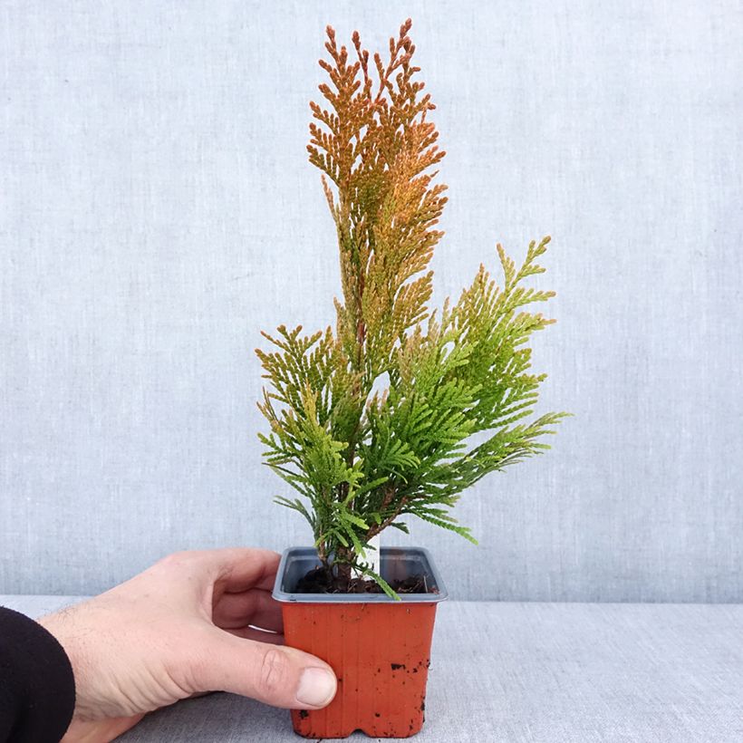 Thuja plicata 4 Ever Goldy - Tuia plicata Vasetto da 8/9 cm esemplare consegnato in inverno