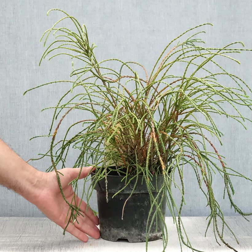Esemplare di Thuja plicata Whipcord - Tuia plicata Vaso da 3L/4L consegnato in estate