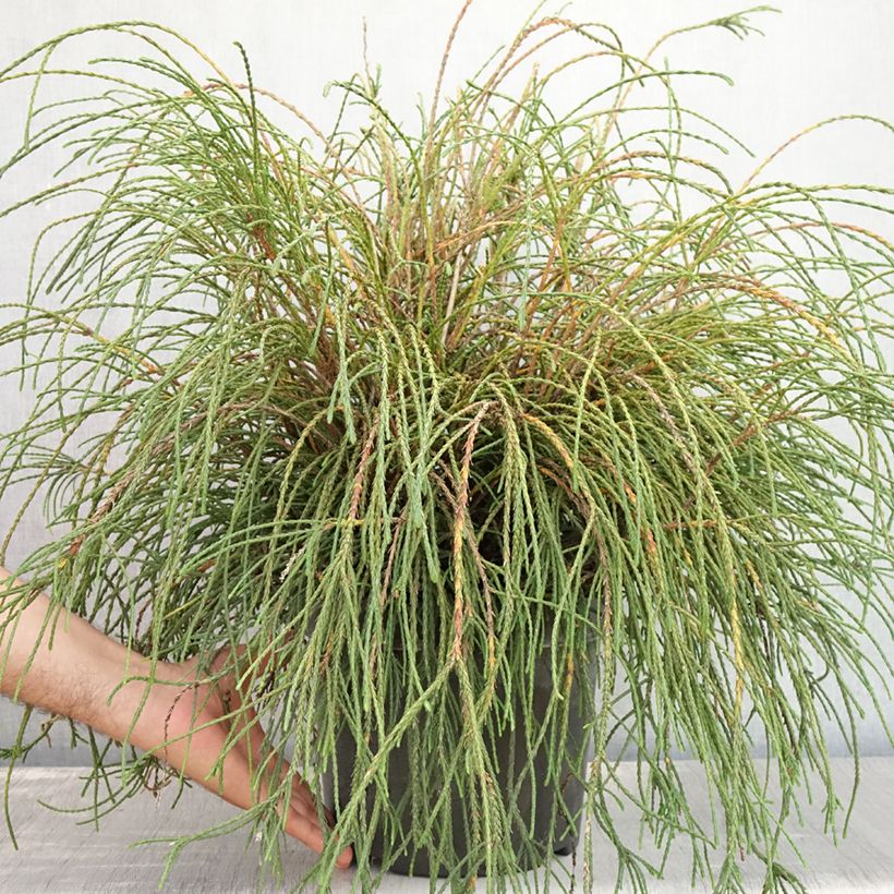 Esemplare di Thuja plicata Whipcord - Tuia plicata Vaso da 7,5L/10L consegnato in estate