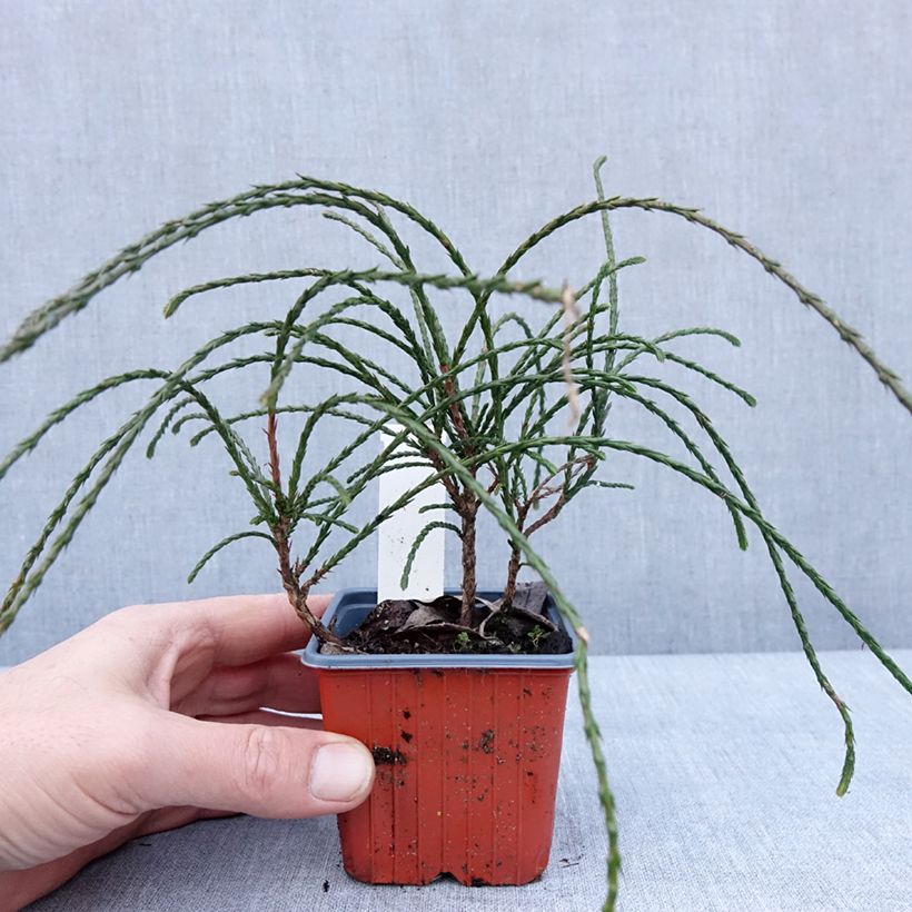 Thuja plicata Whipcord - Tuia plicata Vasetto da 8/9 cm esemplare consegnato in inverno