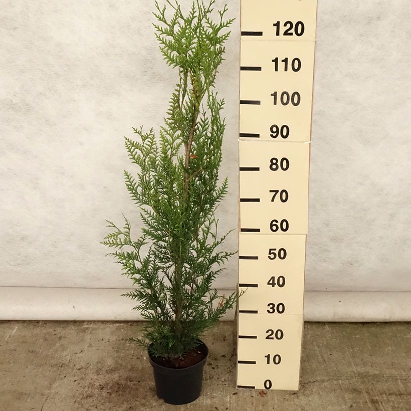Esemplare di Thuja plicata Atrovirens - Tuia plicata Vaso da 4L/5L consegnato in estate