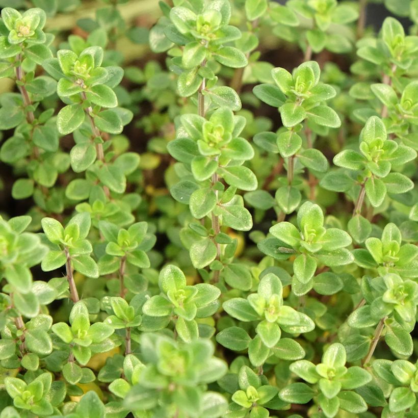Thymus x citriodorus Bio - Timo limone (Fogliame)