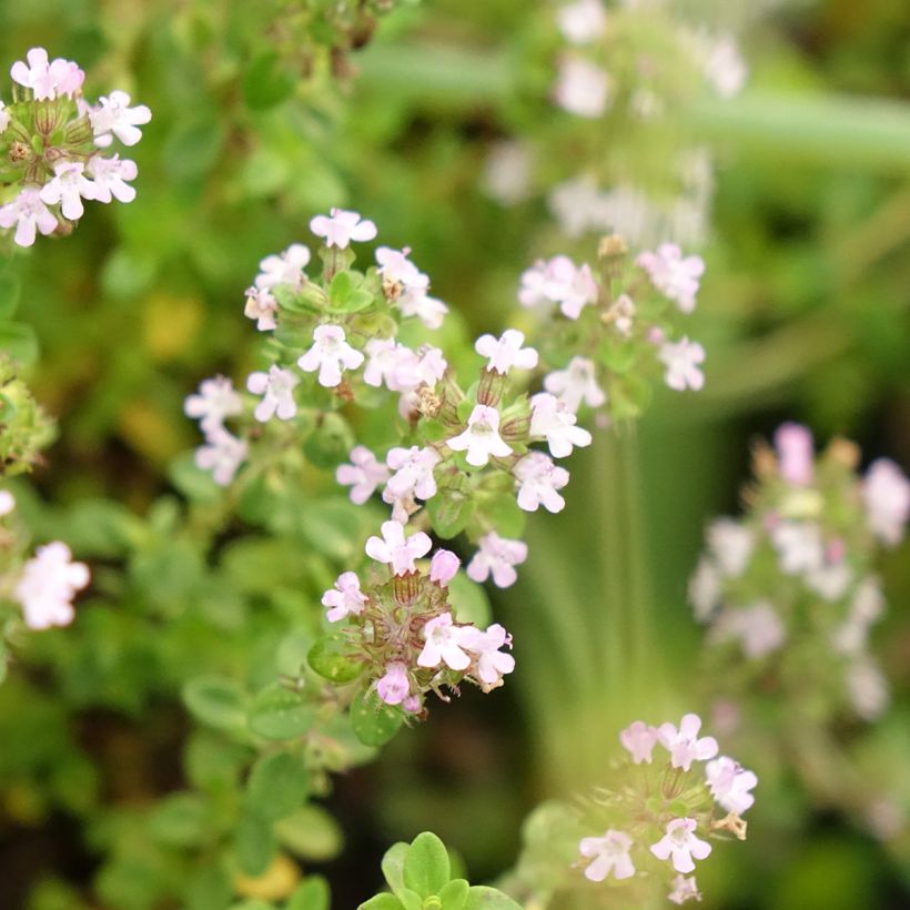 Thymus x citriodorus Bio - Timo limone (Fioritura)