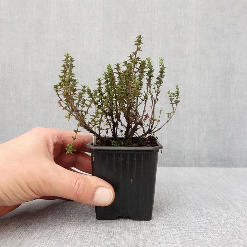 Thymus citriodorus Lammefjord - Timo limone Vasetto da 8/9 cm esemplare consegnato in inverno