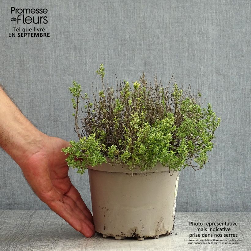 Esemplare di Thymus vulgaris Compactus - Timo compatto Vaso da 2L/3L consegnato in estate