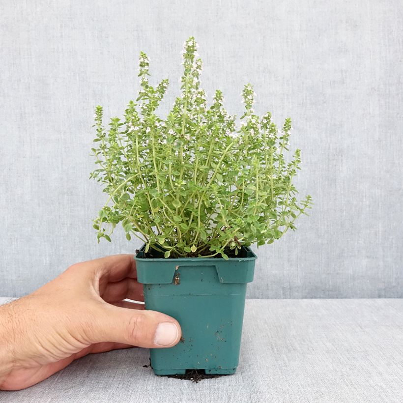 Esemplare di Thymus vulgaris Gold - Timo Vaso da Ø 10 cm/11 cm consegnato in estate