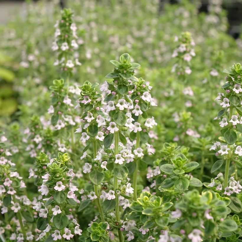 Thymus vulgaris Gold - Timo (Fioritura)