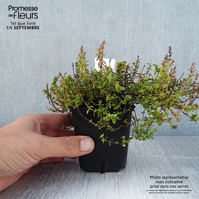Esemplare di Thymus x citriodorus Doone Valley - Timo limone Vasetto da 8/9 cm consegnato in estate
