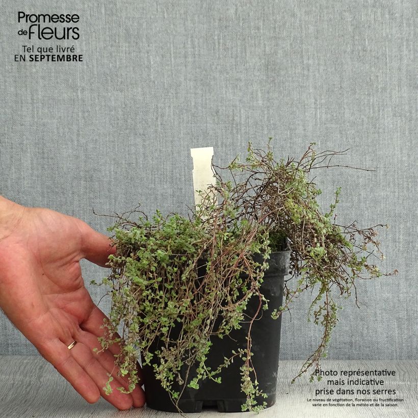 Esemplare di Thymus pseudolanuginosus (in vasetto) - Timo Vaso da 2L/3L consegnato in estate
