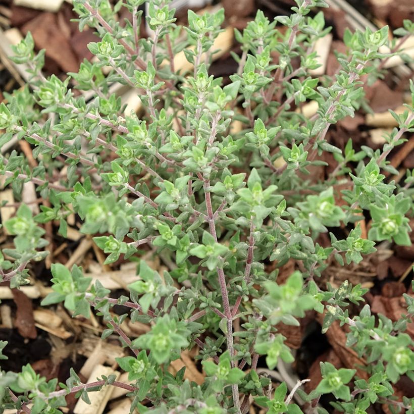 Thymus vulgaris 'Fragrantissimus' - Timo (Fogliame)