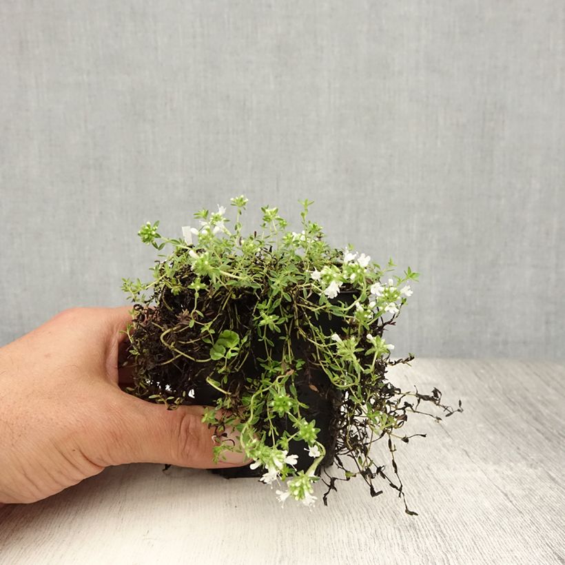 Esemplare di Thymus praecox Albiflorus - Timo precoce Vasetto da 8/9 cm consegnato in estate