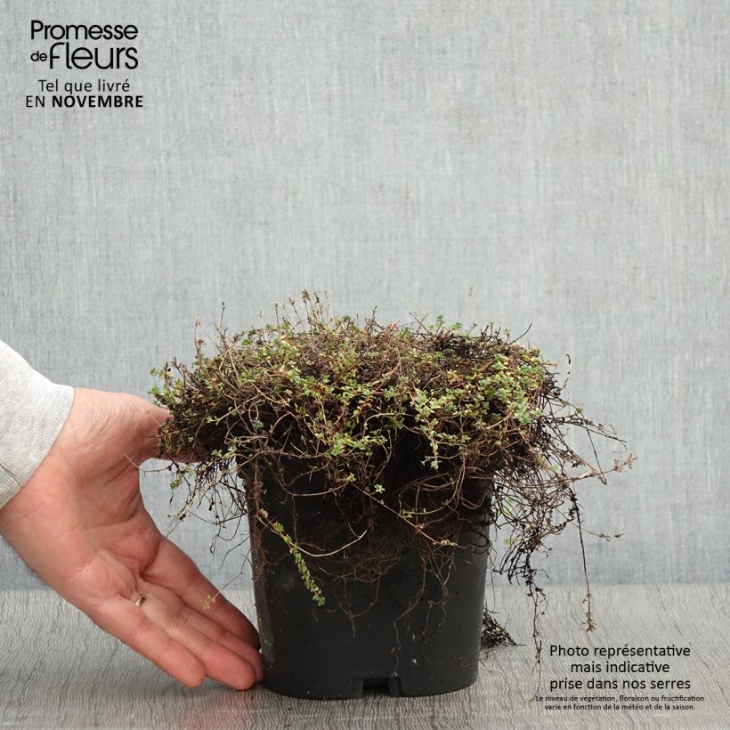 Esemplare di Thymus hirsutus - Timo Vaso da 2L/3L come consegnato in autunno