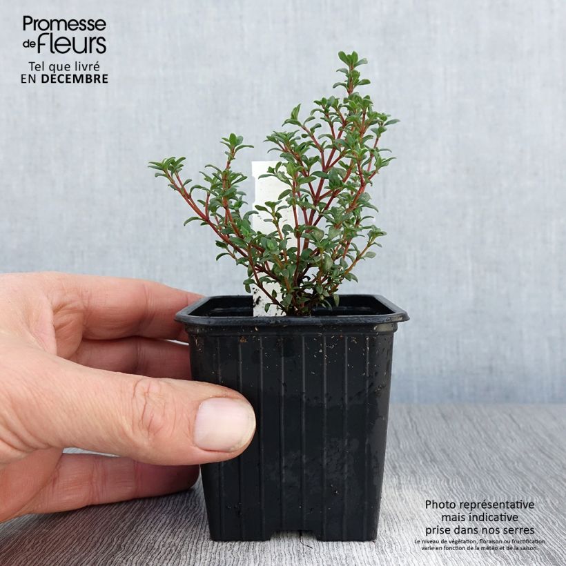 Thymus mastichina - Timo Vasetto da 8/9 cm esemplare consegnato in inverno